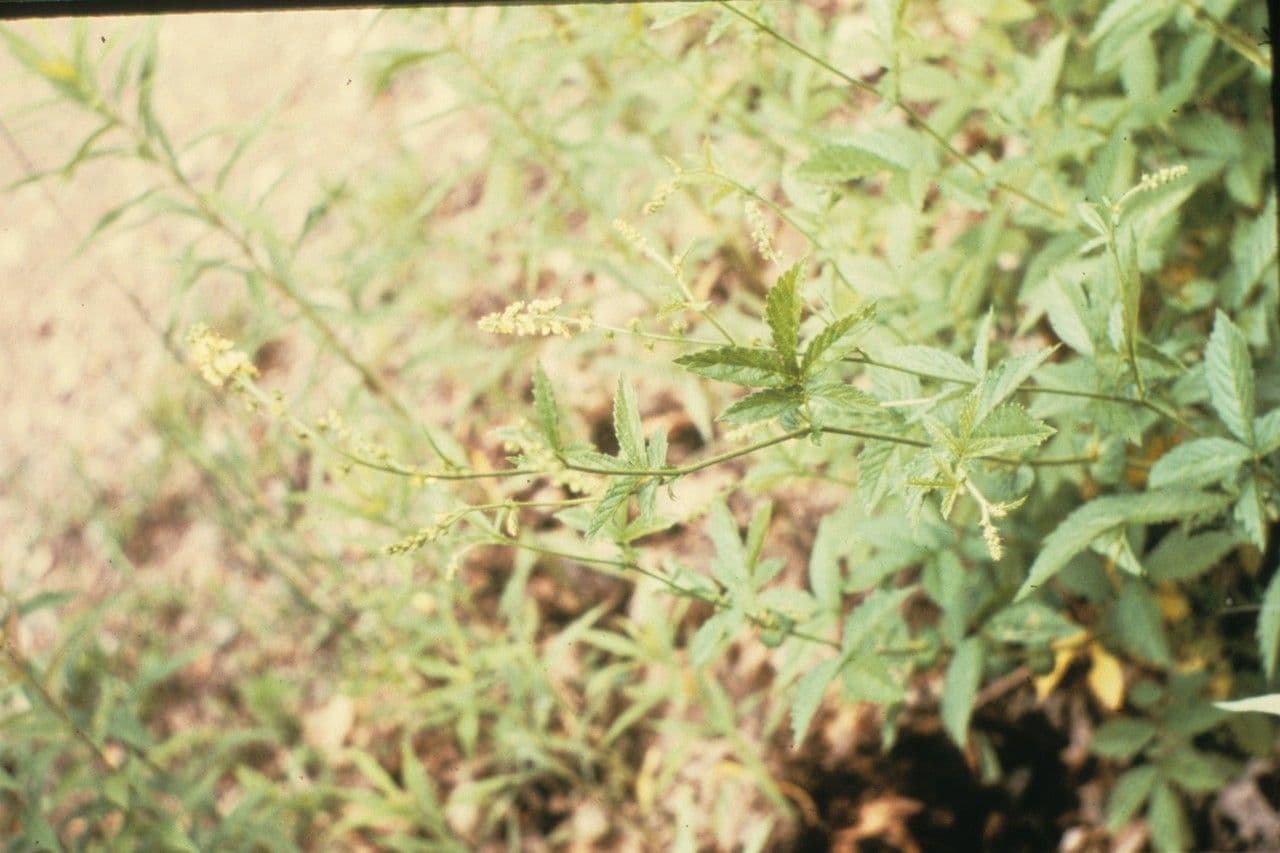 Streifiger Odermennig 7