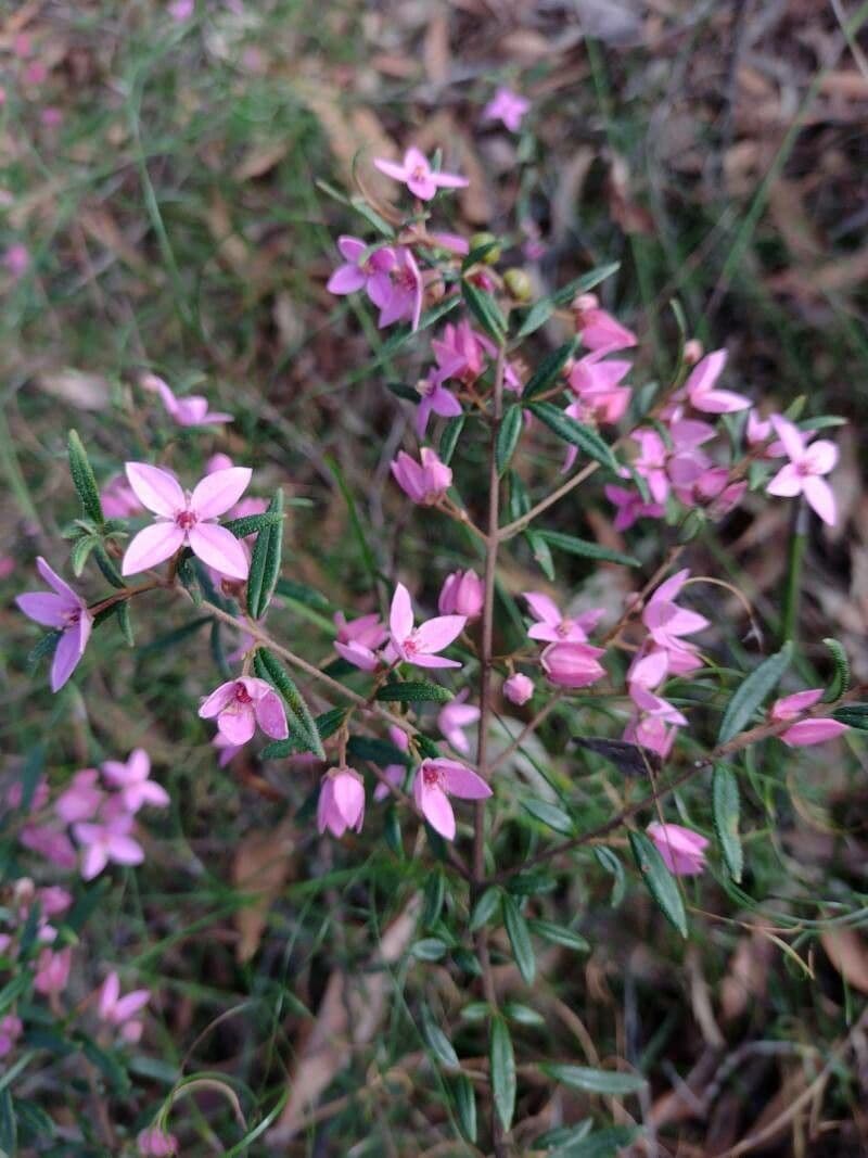 Boronia ledifolia 6