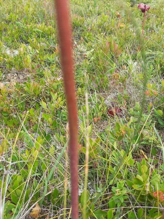 Rote Schlauchpflanze 21