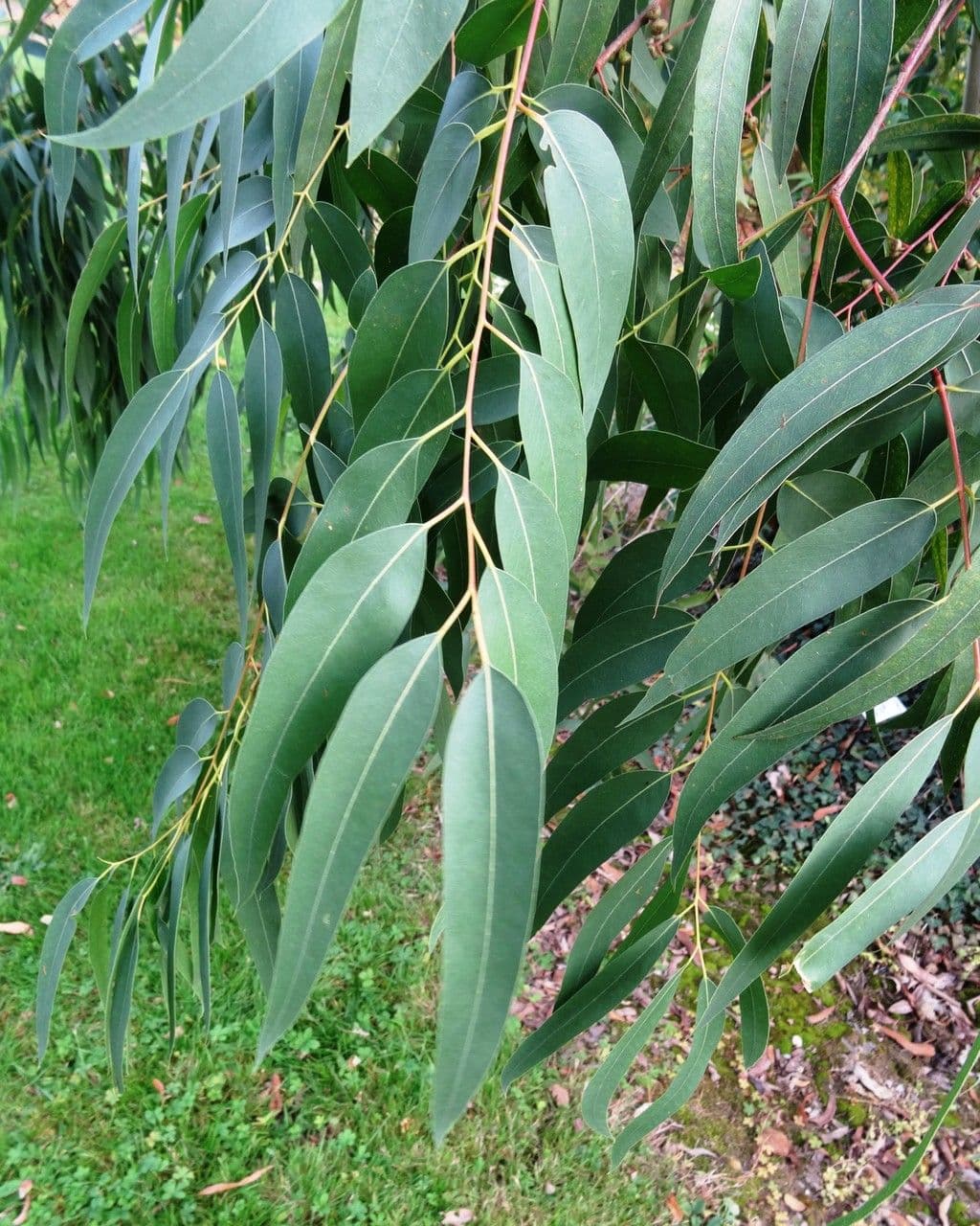 Schmuck-Eukalyptus 5
