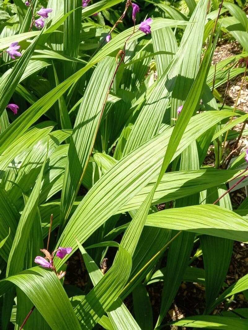 Bletilla striata 15