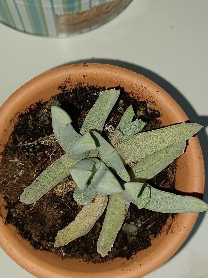 Cheiridopsis 10