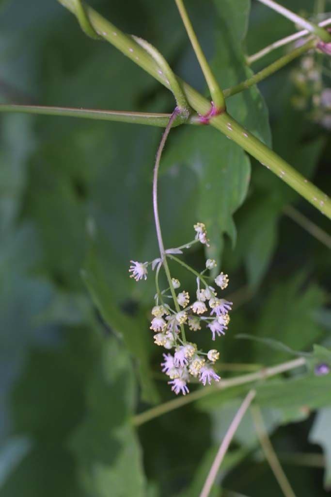 Kanadische Mondsame 5