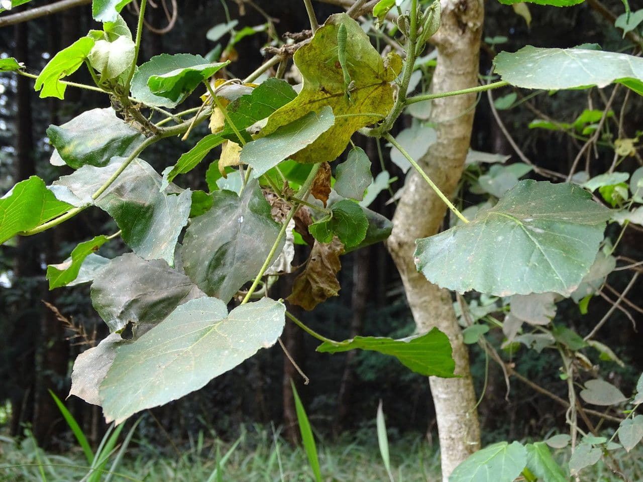 Croton 4