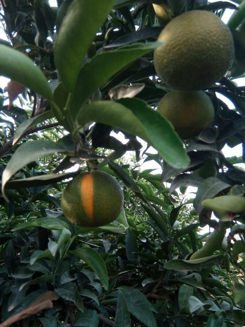 Mamoncillo