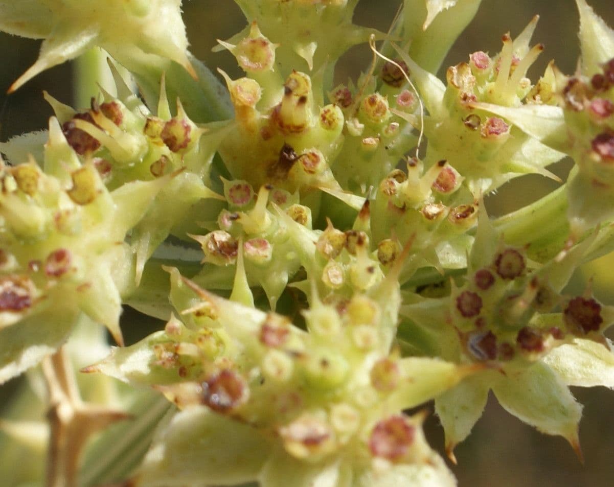 Echinophora spinosa 3