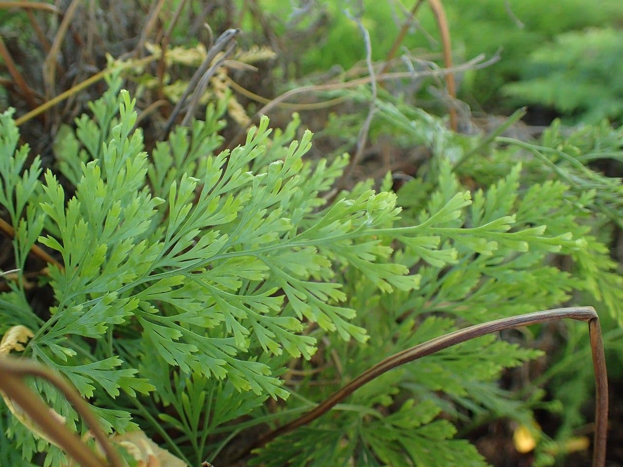 Onychium japonské 5