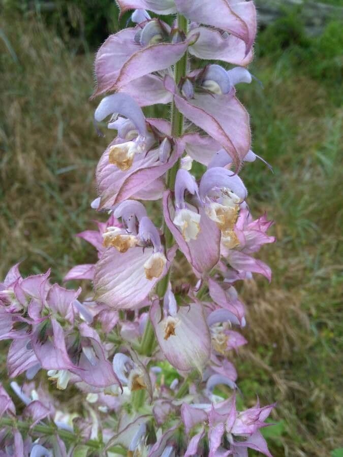 Šalvia muškátová 10