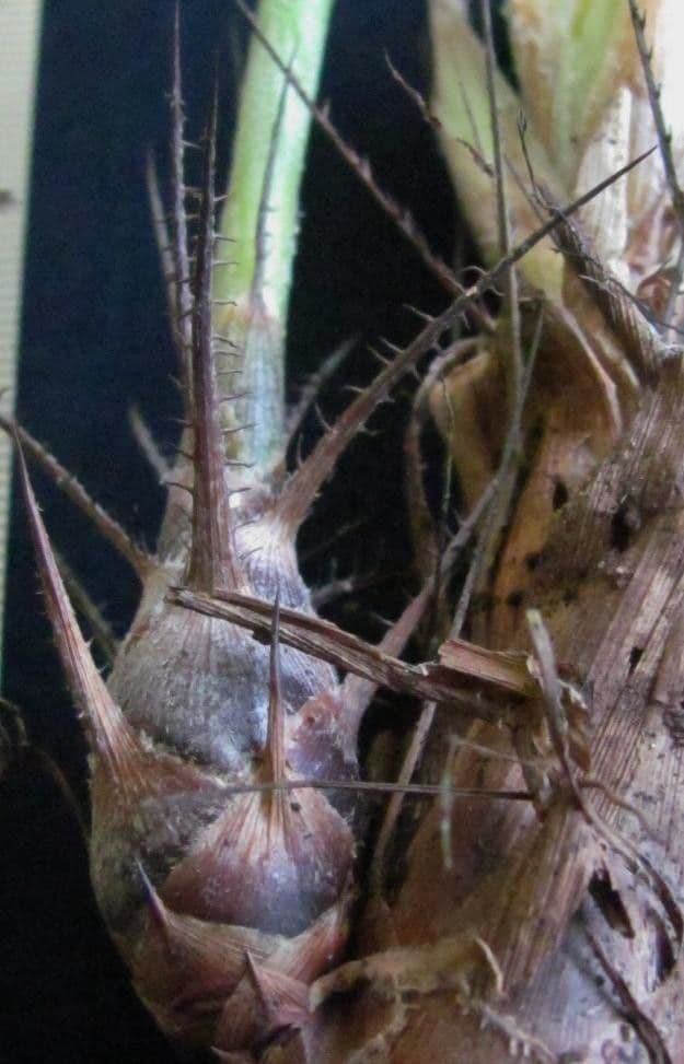 Pitcairnia 3