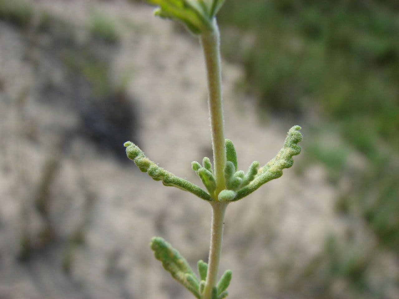 Teucrium 18