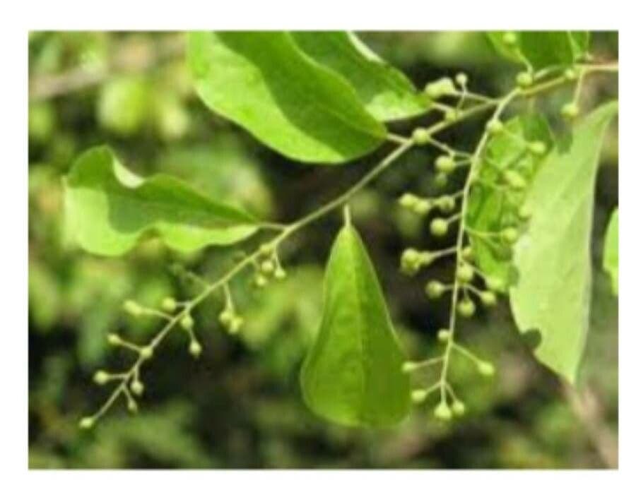 Oriental bittersweet 16