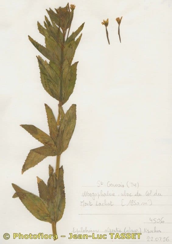 Epilobium alpestre 21