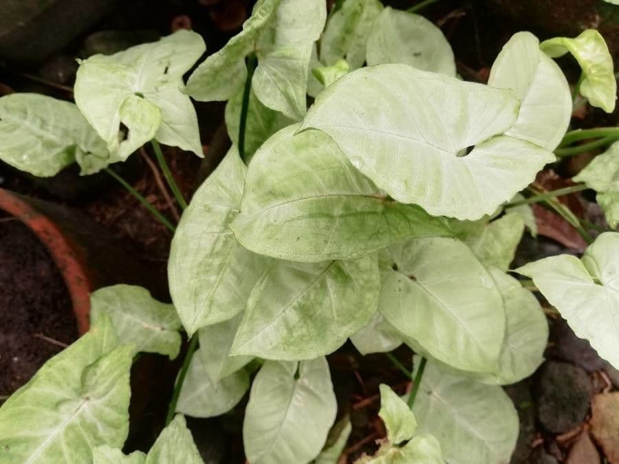 Syngonium 19