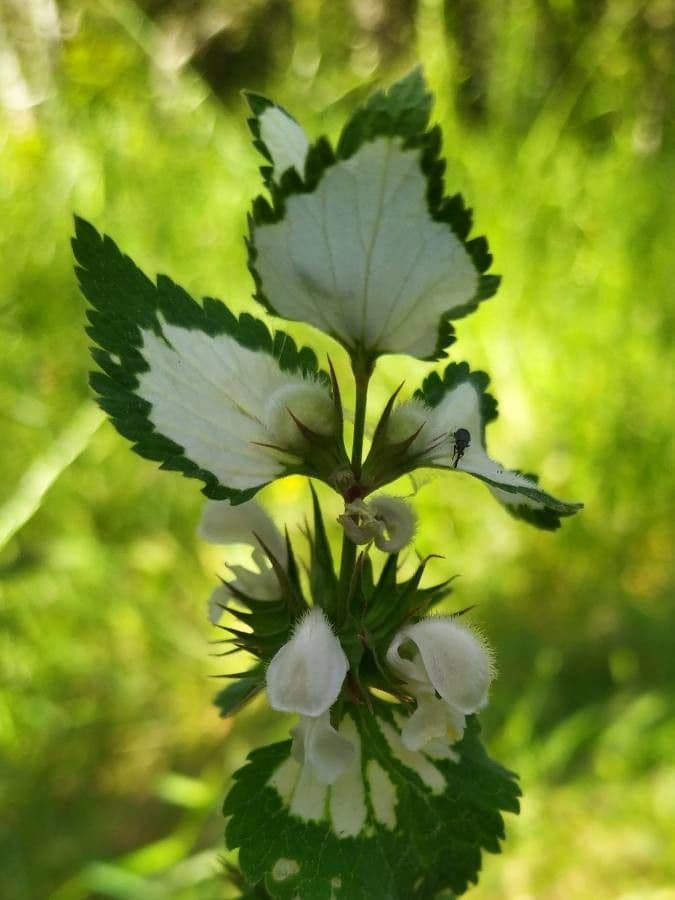 Moschus-Taubnessel 7