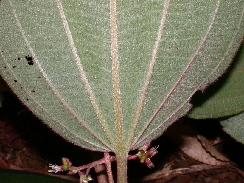 Miconia 13
