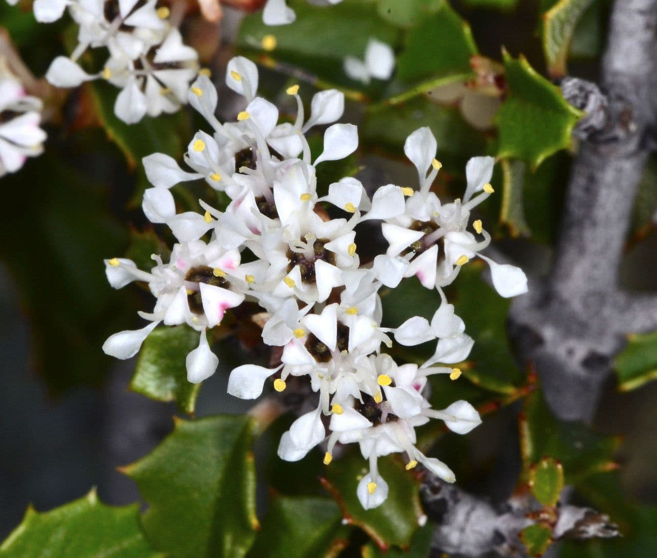 Ceanothus 3