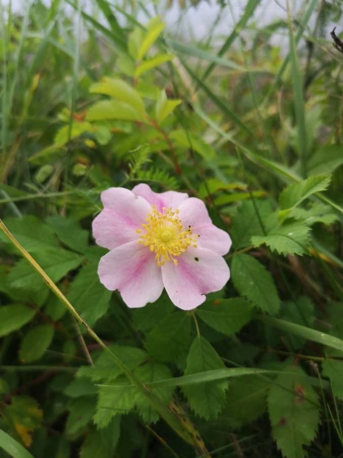 Rosa 10