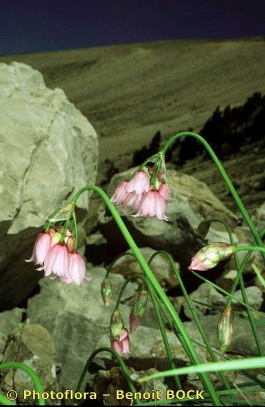 Aglio narciso 22