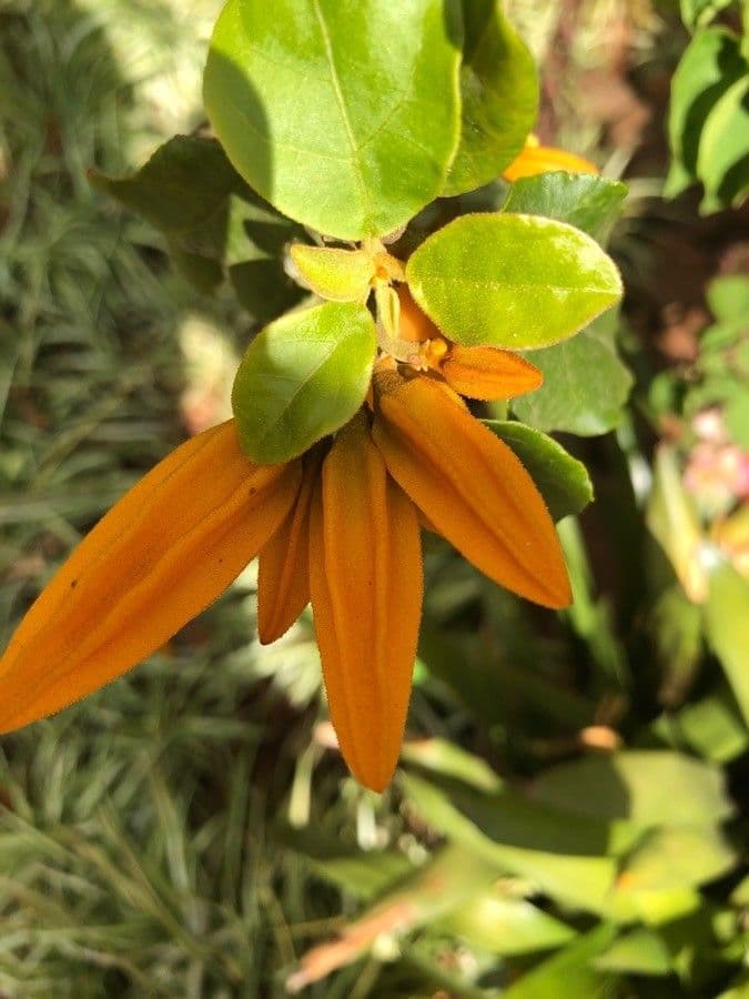 Juanulloa mexicana 7