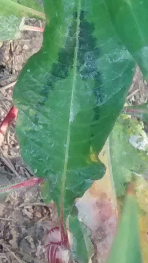 Poligono persicaria 16