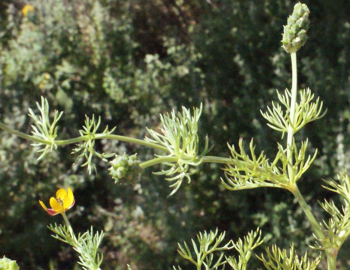 Adonis microcarpa 11