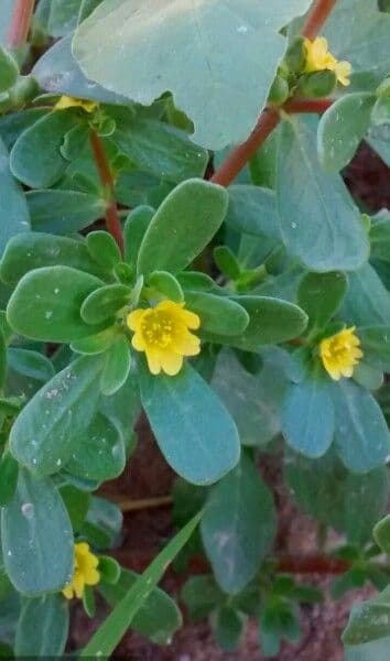 Porcellana comune 7