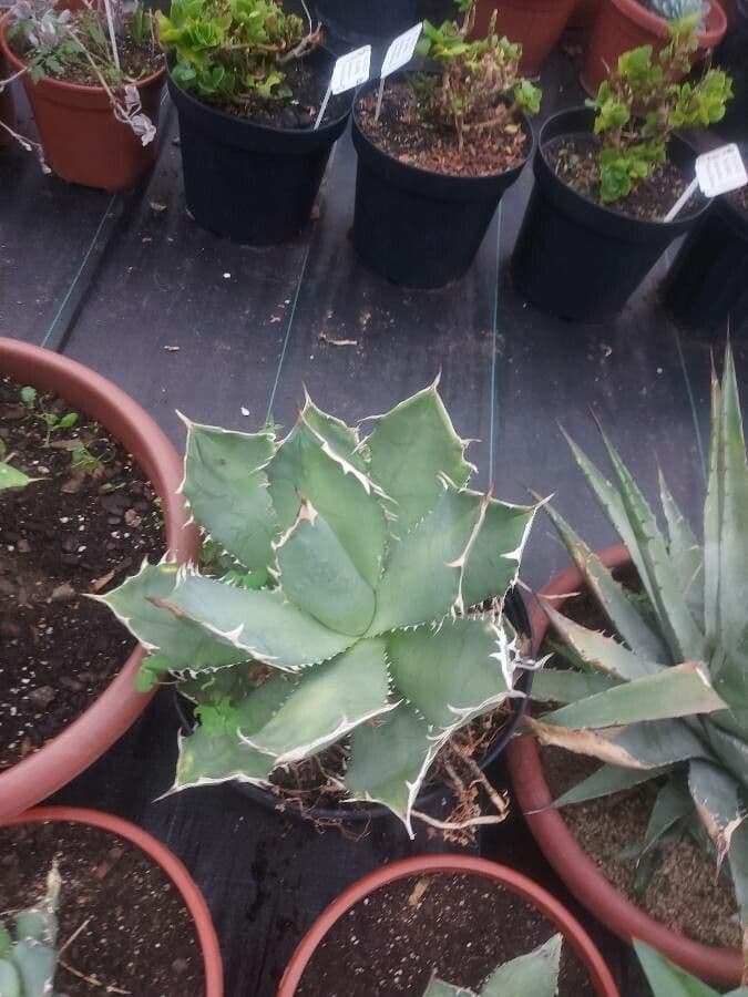 Agave 5