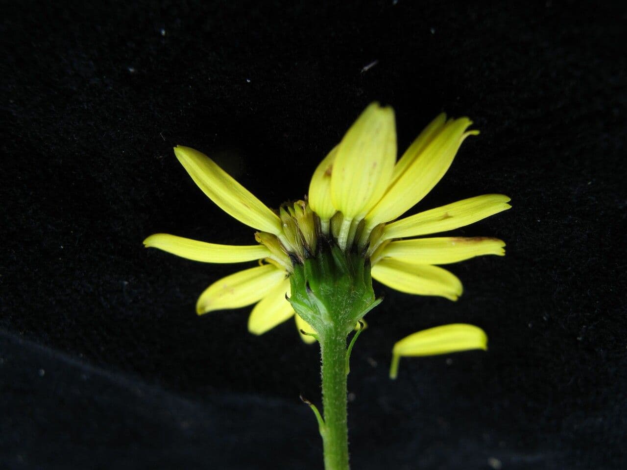 Senecio 3