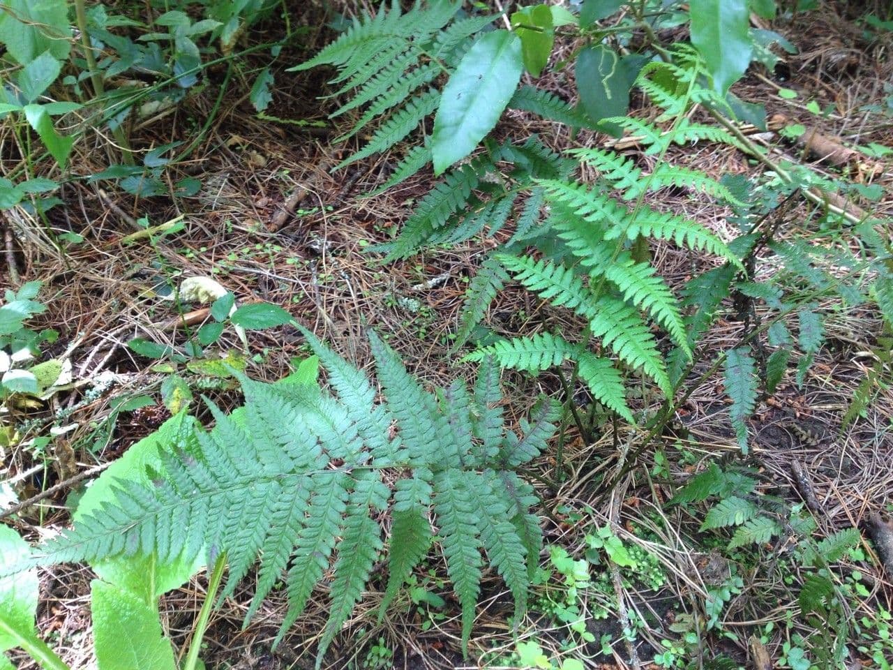 Deparia petersenii 2
