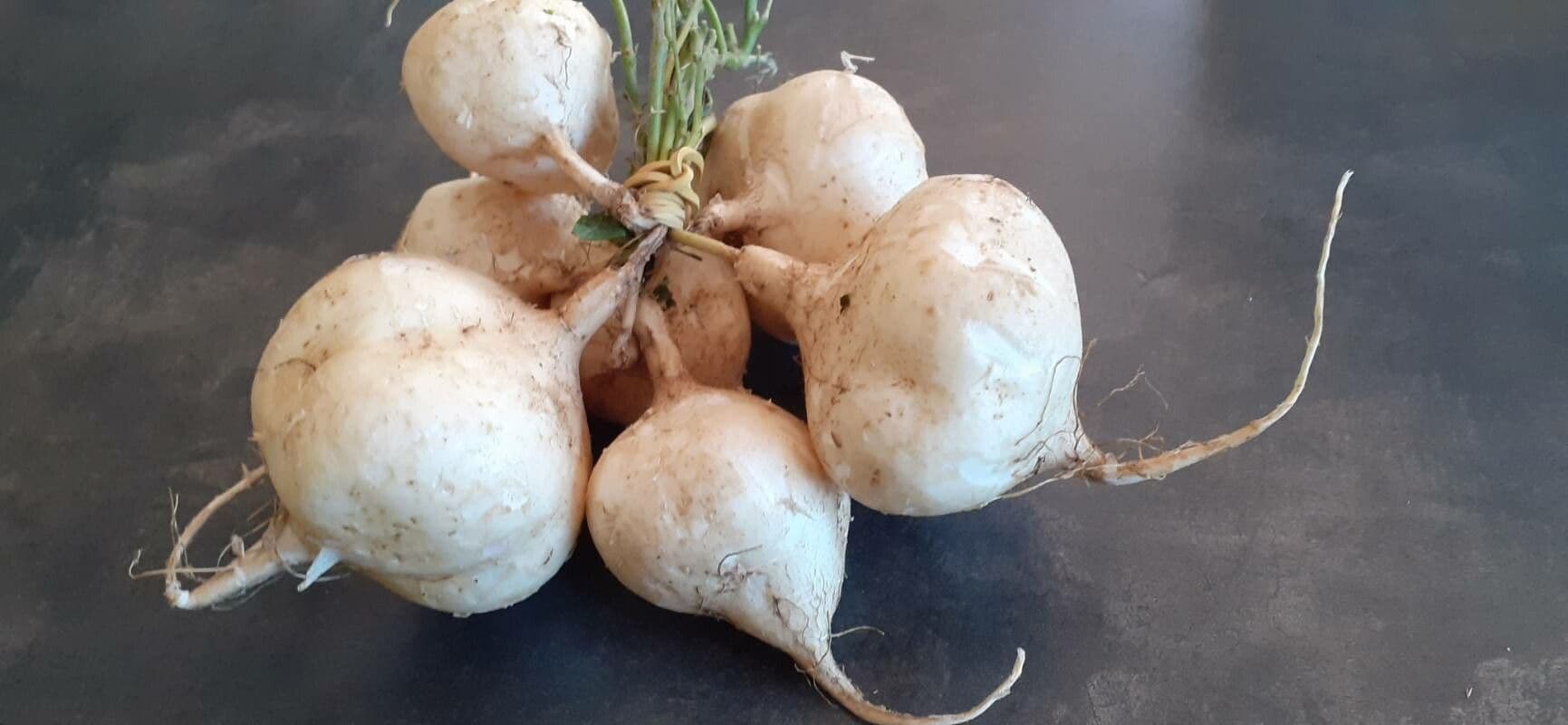 Jicama 5