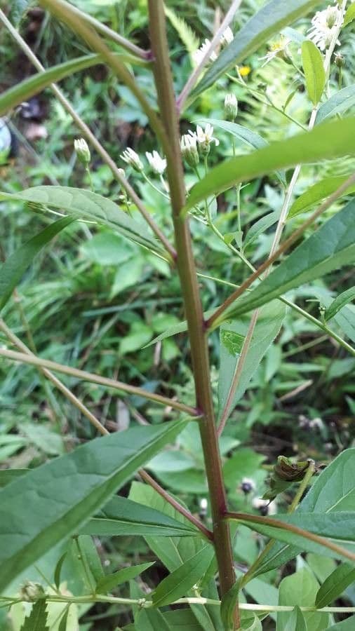 Doellingeria umbellata 17