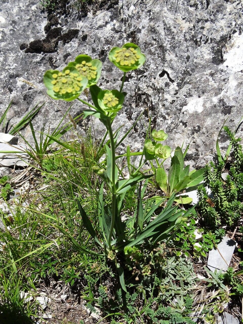 Bupleurum angulosum 12