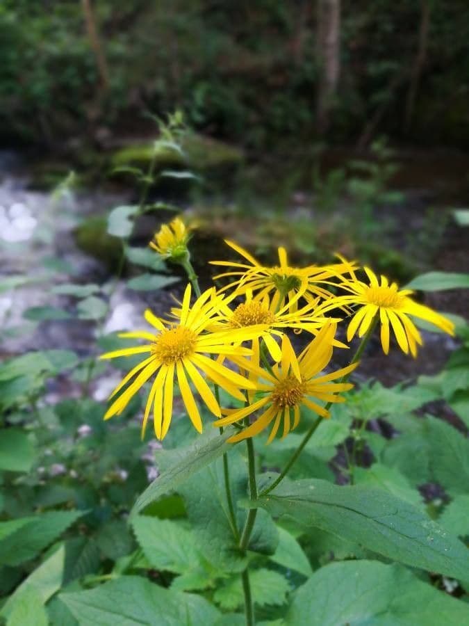 Doronicum austriacum 5