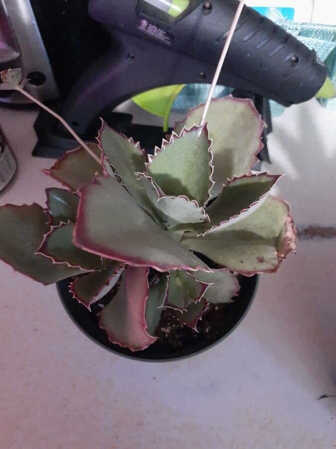 Kalanchoe 12