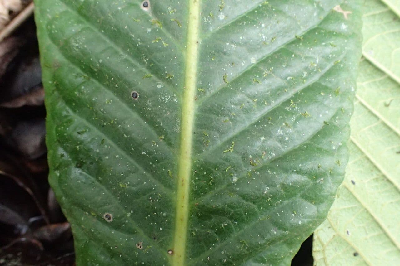 Cleidion 10