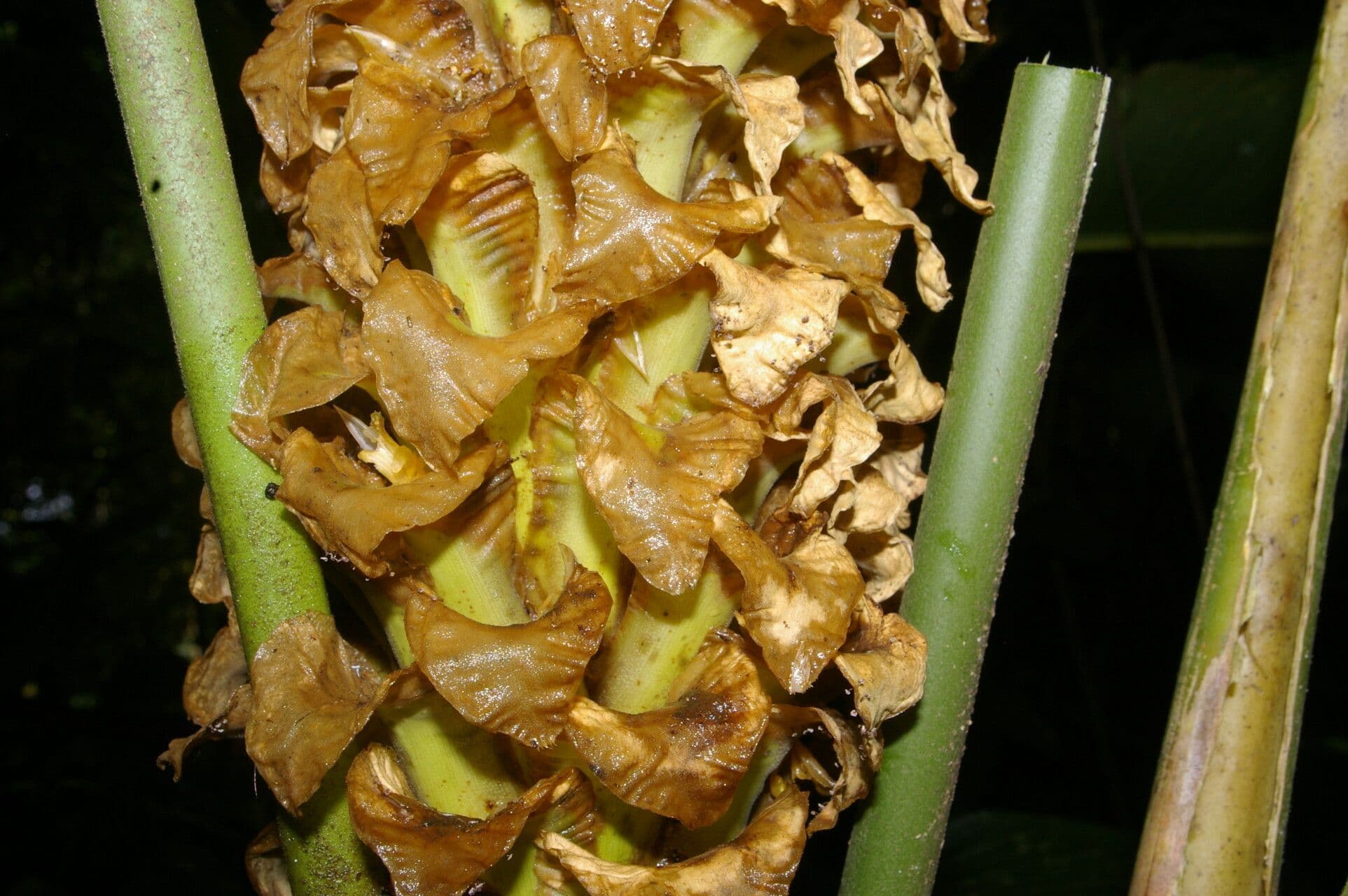Calathea 5