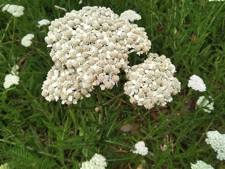 Achillée millefeuille 18