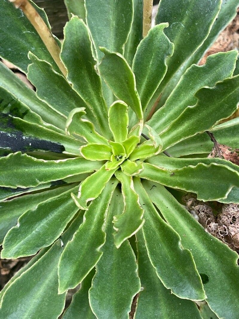 Saxifraga hostii 11