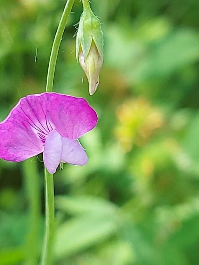 Cicerchia pelosa 9