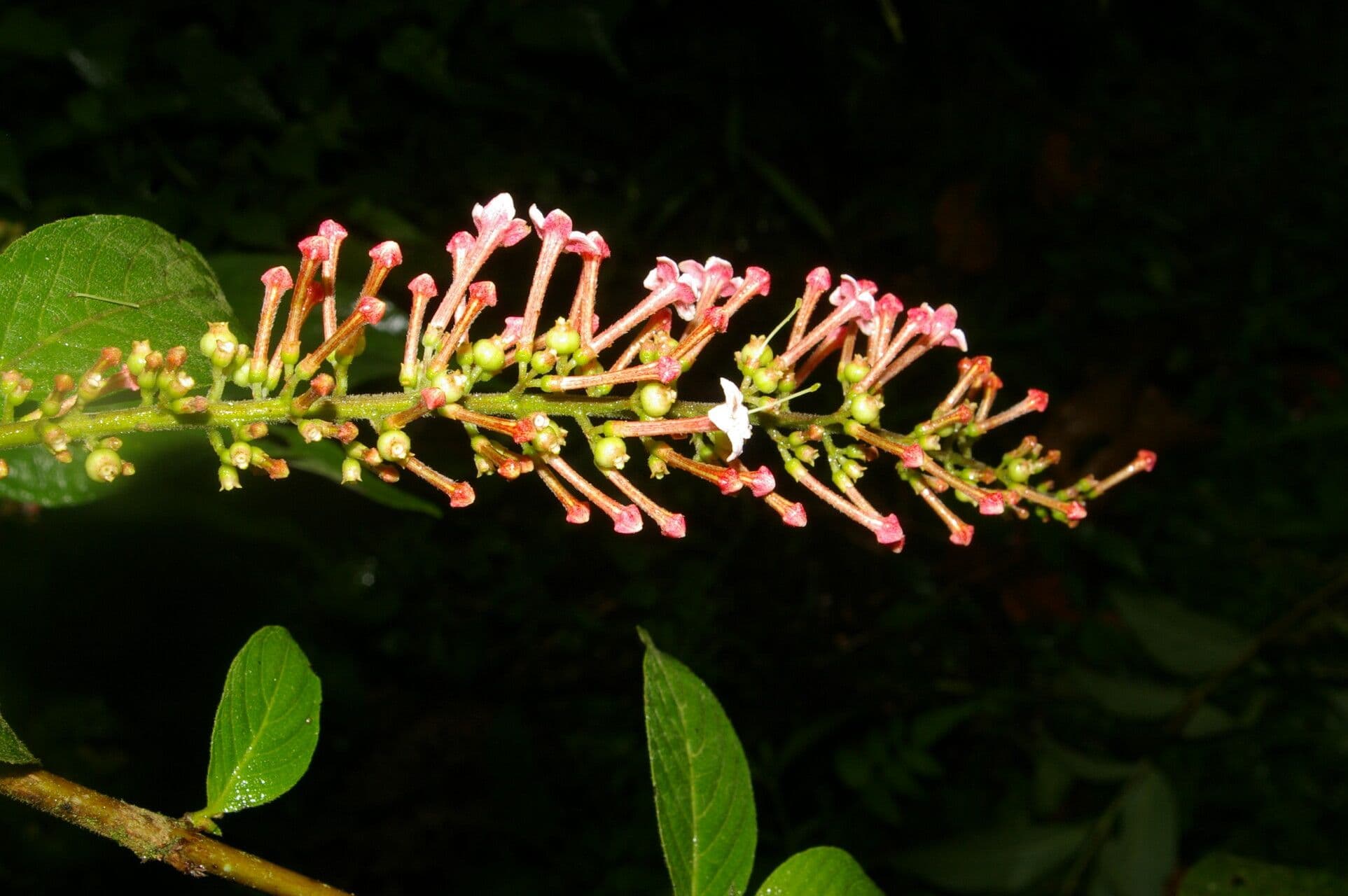 Gonzalagunia 4