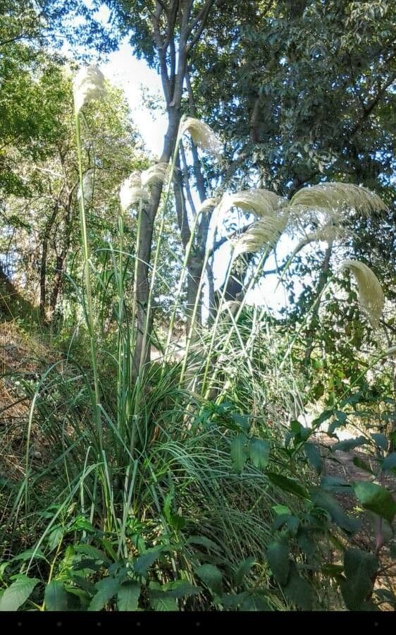 Erba delle pampas 12