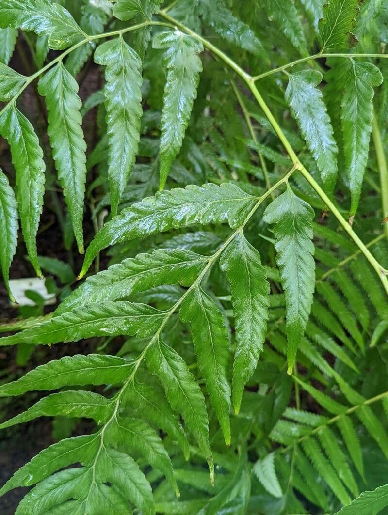Microlepia platyphylla 4