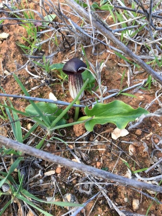 Arisarum 16