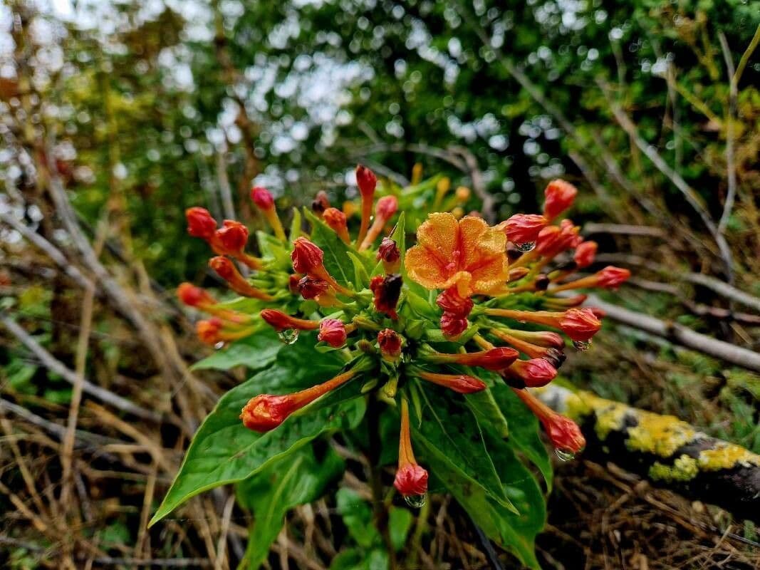 Cestrum arancione 3