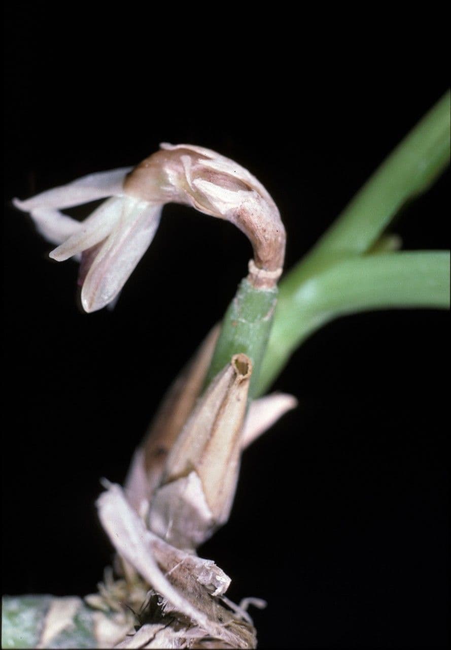 Scaphyglottis 4