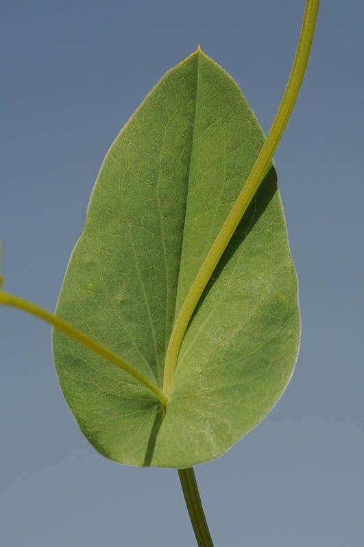Bupleuro lanceolato 11