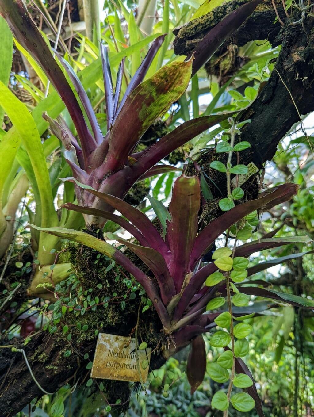 Nidularium purpureo