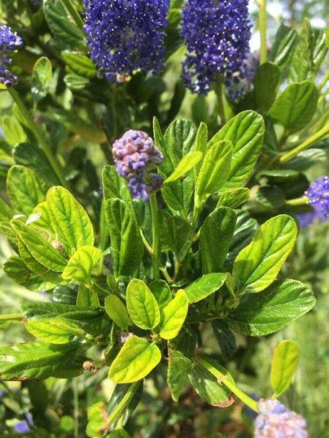 Ceanothus thyrsiflorus 17