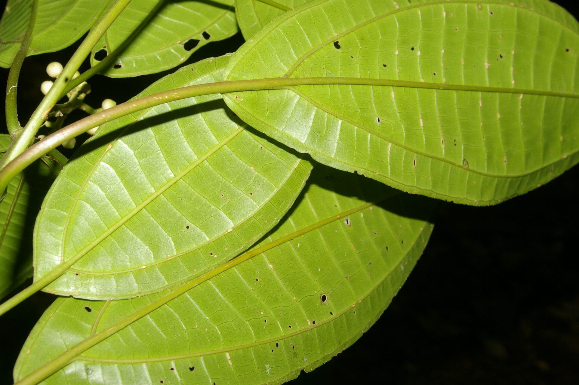 Miconia cooperi 9