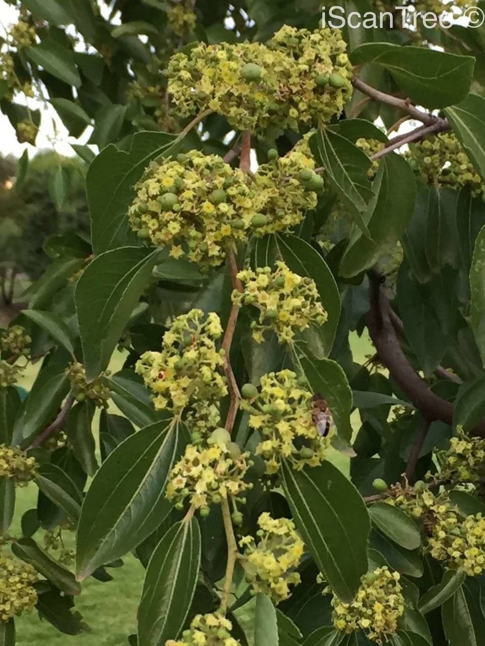 Giuggiolo spinoso 9